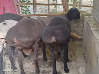 كبش, Hissar sheep — الصورة 3