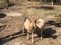 Ziege, Ziegen — Foto 2