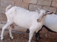 Ziege, Saanen goat — Foto 1