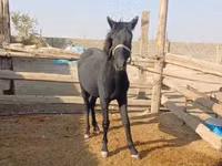 公马, Kazakh horse — 照片 1