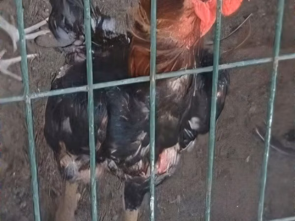 Chickens — Usbekistan