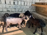 Widder, Rhon sheep — Foto 3