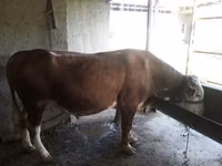 Toro, Simmental cattle — foto 2