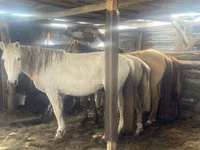 Stute, Kazakh horse — Foto 3