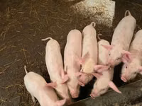 Schweine (Partie, Geschlecht nicht angegeben) — Foto 2