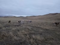Bulle, Simmental cattle — Foto 7