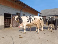 Kuh, Holstein-Rasse — Foto 2