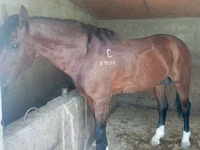 Caballo, Kustanai horse — foto 1