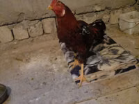 Chickens — 8-сурет