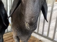 Ram, Jaidara sheep — photo 1