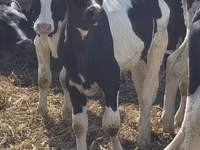 ثور, Russian Black pied cattle — الصورة 2