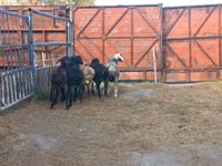 Widder, Hissar sheep — Foto 3