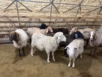 母羊, Sheep — 照片 3