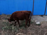 Сиыр, Latvian Blue cattle — 3-сурет