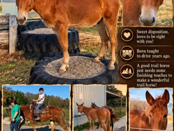 Hengst, Mule