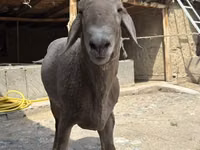 Carnero, Arashan sheep — foto 3