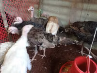 Turkeys — الصورة 4