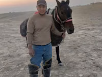 حصان, Karabakh horse — الصورة 2