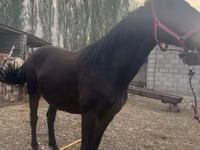 Stute, Russian Don — Foto 3
