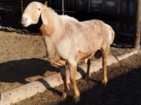 Qoʻchqor, Hissar sheep — 3-rasm