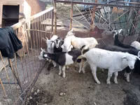 Goat, Goats — photo 4