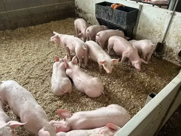 Schweine (Partie, Geschlecht nicht angegeben), 
