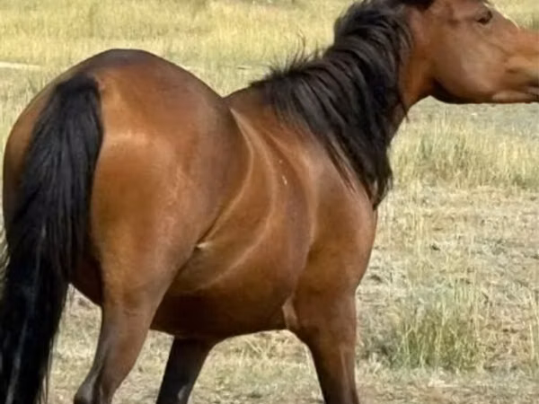 Stute, Tatar horse