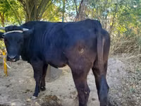 गाय, Simmental cattle — फ़ोटो 2