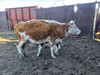 Kuh, Simmental cattle — Foto 1