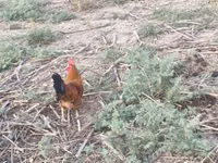 Chickens — الصورة 7
