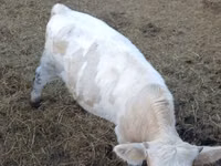 Bulle, Simmental cattle — Foto 1