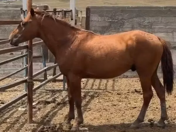 公马, Horses — 哈萨克斯坦