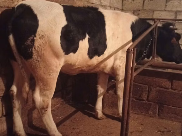Sigir, Russian Black pied cattle
