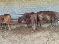 ثور, الماشية — الصورة 2