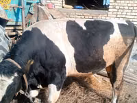 公牛, Holstein breed — 照片 2