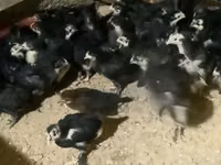 Chickens — Foto 3