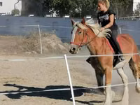 Caballo, Gypsy horse — foto 2