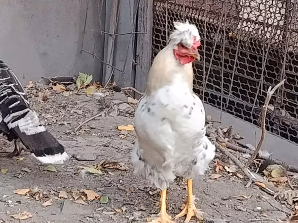 Chickens — Kirgisistan