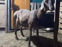 كبش, Rhon sheep — الصورة 3