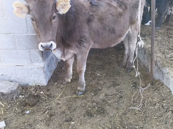 गाय, Swiss cattle
