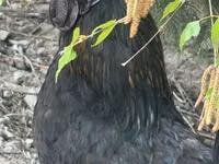 Chickens — Foto 1