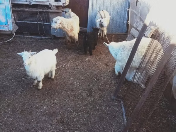 母山羊, Goats — 哈萨克斯坦