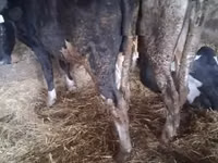 ثور, Russian Black pied cattle — الصورة 3