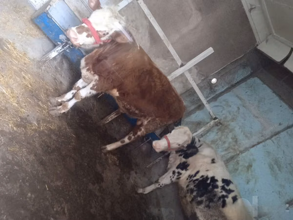 公牛, Simmental cattle — 乌兹别克斯坦