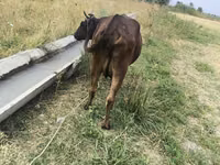 母牛, Cattle — 照片 5