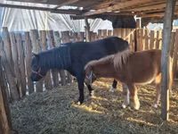 Mare, Horses — photo 1