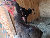 Chickens — फ़ोटो 2
