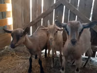 عنزة, Alpine goat — الصورة 2