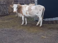 Сиыр, Simmental cattle — 2-сурет