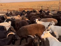 Schaf, Edilbay sheep — Foto 7